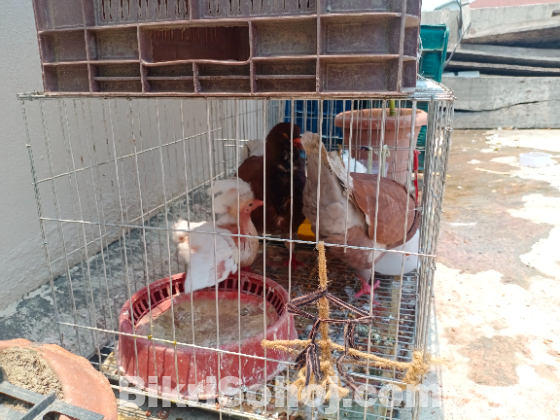 চকলেট কিং কবুতর